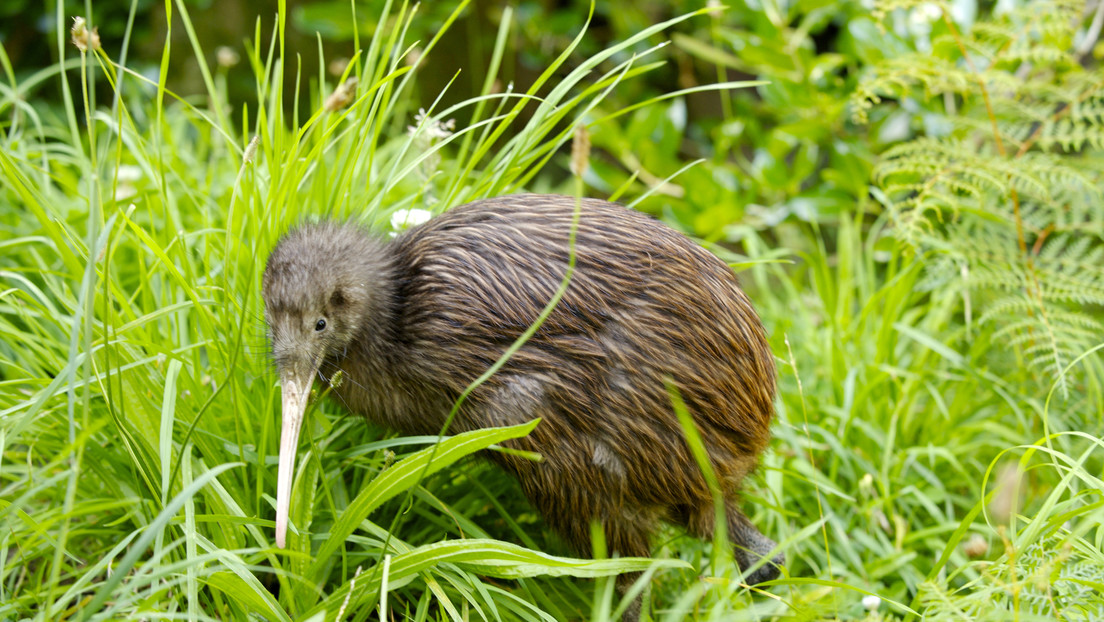 En este momento estás viendo Nacen kiwis salvajes en Nueva Zelanda por primera vez en 150 años