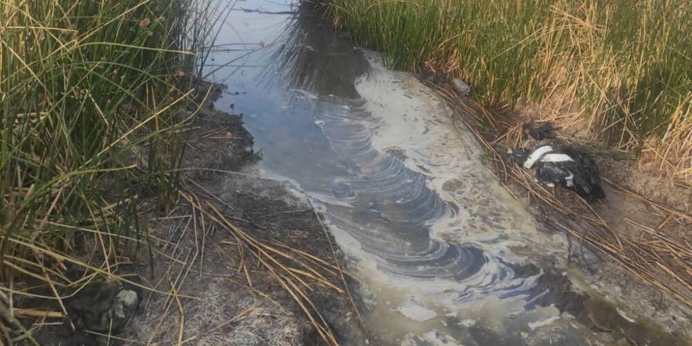 En este momento estás viendo Contaminación en el Titicaca: “Es un desastre total”, dice experto sobre el aceite que llegó al lago
